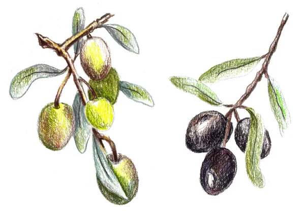 Свежие оливки, нарисованные карандашом. Иллюстрация к меню ресторана, дизайн упаковки оливкового масла . — стоковое фото