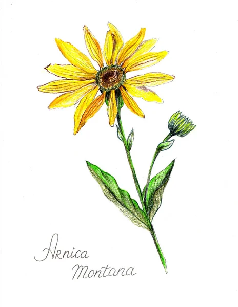 Crayon arnica de montagne dessiné. Illustration de fleur jaune — Photo