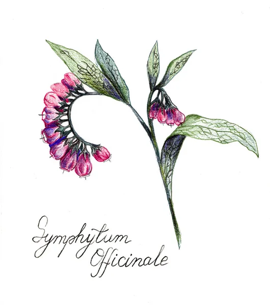 Yaygın çiçek, bitkisel kalem çizimi