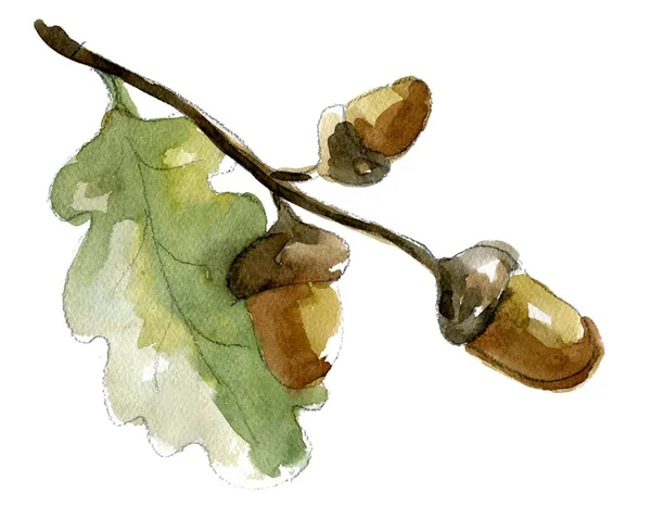 Καρύδια βελανιδιάς με πράσινο φύλλο, ακουαρέλα εικονογραφημένο φυτό. — Φωτογραφία Αρχείου