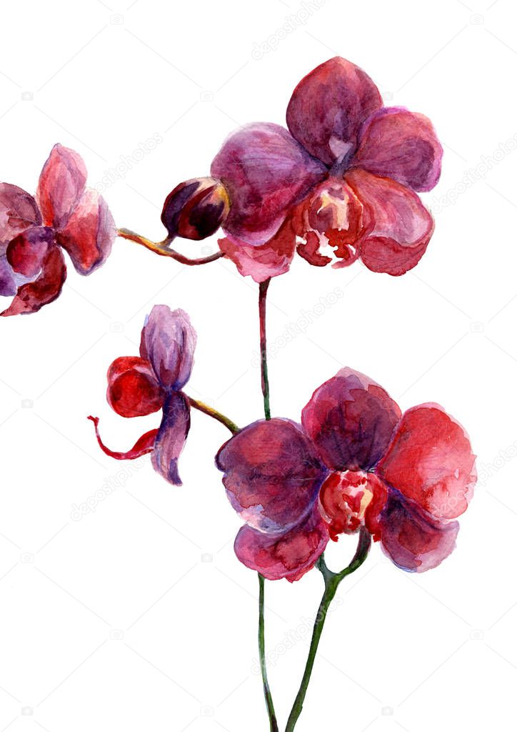 Wild dark pink orchid, drawn with watercolor,botanical postcard
