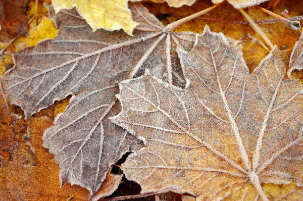 Hoarfrost su foglie di acero autunno, a terra — Foto Stock