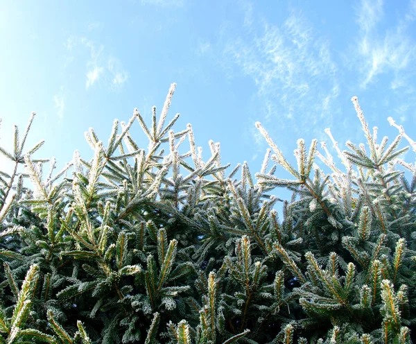 Bevroren sneeuwsparren takken, sneeuw vorst. Winter scene. Kerstboom. — Stockfoto