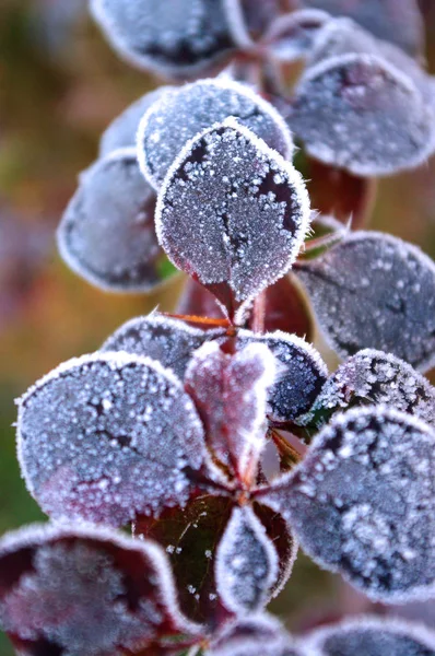 Raureif rote Blätter, kaltes Wetter, Winterzeit. eingefrorene Natur — Stockfoto