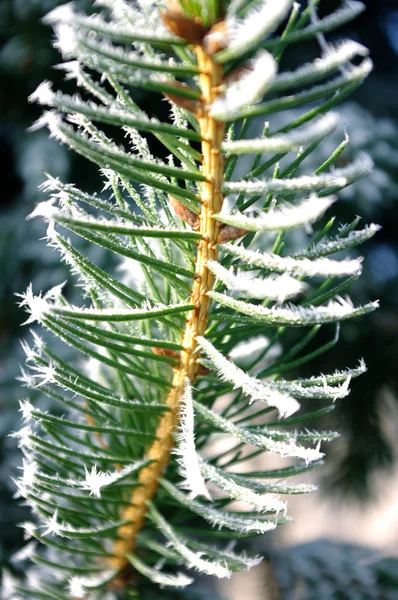 Tannenzweig, Nadeln mit Raureif, Eis auf der Pflanze, Winterzeit. — Stockfoto