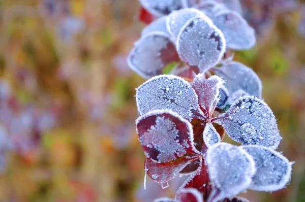 Rote Blätter mit Raureif, Eis auf der Pflanze. Winterzeit. — Stockfoto