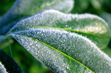 Büyük yeşil yapraklar, buğulanmış arka planda buzla kaplı bahçe bitkileri, kapatın..