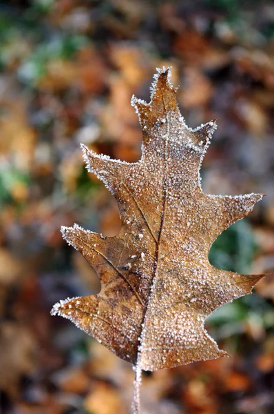 Raureif Eichenblatt, Herbstzeit, gefrorene Natur. — Stockfoto
