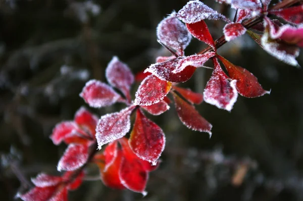 Kış mevsiminde kırağı olan kırmızı yapraklar, bitkinin üzerindeki buz, donmuş doğa.