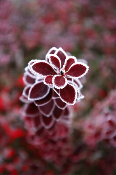 Frostblätter, gefrorene Natur, rote Pflanze. Raureifbusch. — Stockfoto