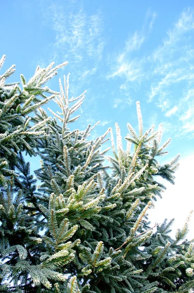 Bevroren dennenbomen takken, vorst op naalden. Bossen in de winter — Stockfoto