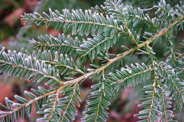 Hjorfrost gran gren, vinter tid, frysta nålar. — Stockfoto