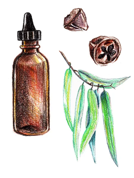 Бутылка эфирного масла эвкалипта. Ручной рисунок карандаша. Ботаническая картина . — стоковое фото