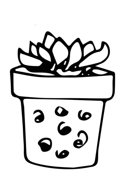 Planta suculenta llamada topsia turvy, tinta dibujada — Foto de Stock
