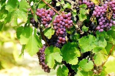 Bunches of red grapes on the vineyard