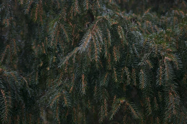 Fond de branches d'épinette vert foncé, papier peint de la forêt — Photo