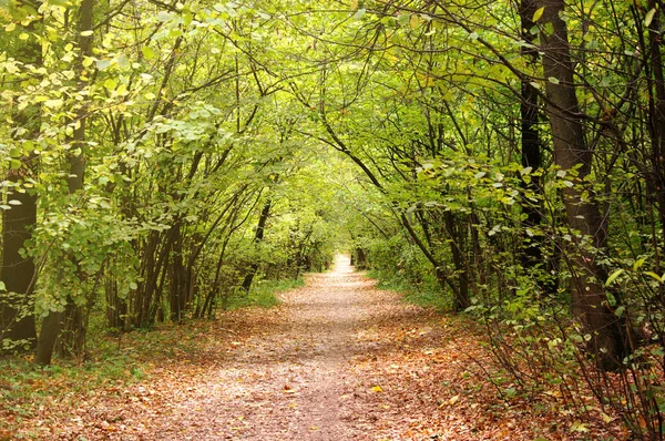 Sonbaharda yeşil parktaki ara sokakta güneşli bir günde.