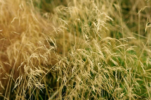 Сухой Травяной Фон Поле Летний Природный — стоковое фото