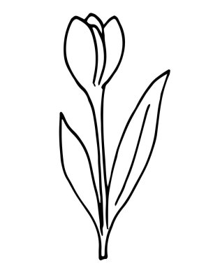 Lale çiçeği çizimi, illüstrasyon, botanik, el çizimi, çizgi sanatı.