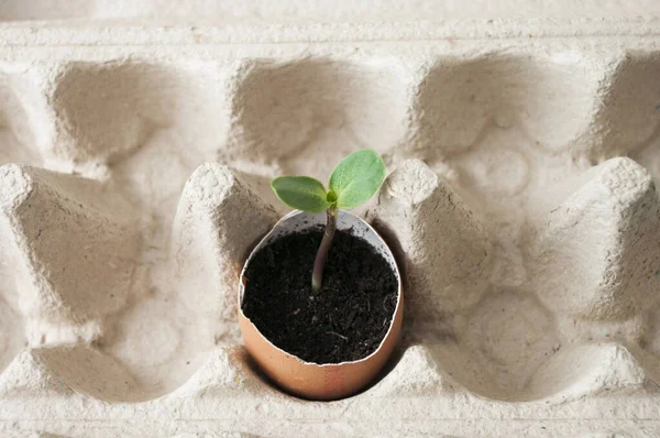 Yumurta kabuklarına tohum ekme, ekolojiyi kurtarma, taze filizlenme. Evde bahçıvanlık permakültürü