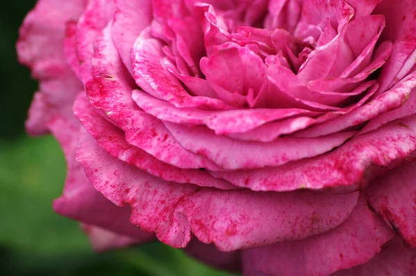 Close Roze Tuin Roos Achtergrond Grote Bloem Botanische Mooie Textuur — Stockfoto