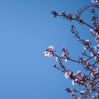 Banner sakura, kopyalama alanı, mavi gökyüzü arkaplanı. Reklam tasarımı Pembe kiraz ağacı.