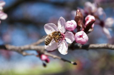 Kiraz ağacından bal toplayan arılar, ilk çiçek, ilkbahar zamanı.