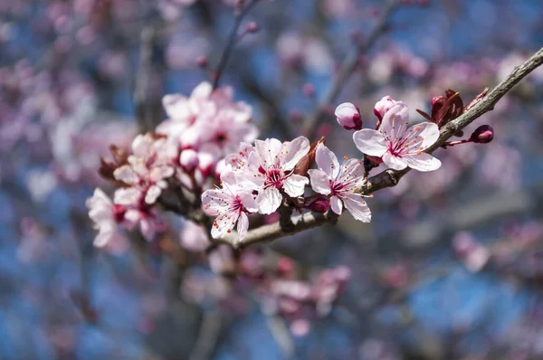 Festival Sakura Japón Las Primeras Flores Primavera Aroma Flor Cerezo — Foto de Stock