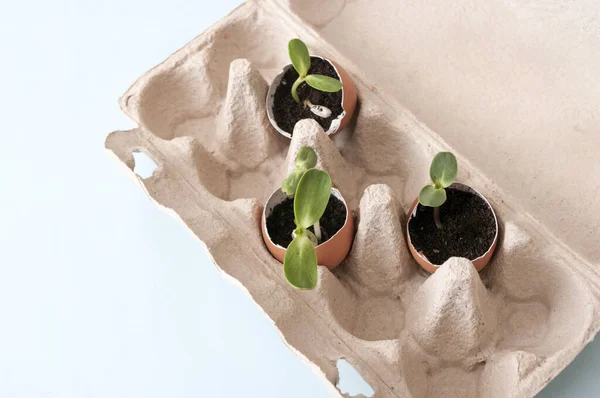 Taze filizler, yumurta kabuklu fidanlar. Evde bahçıvanlık. Sebze yetiştirmek, sıfır atık. Kapat.