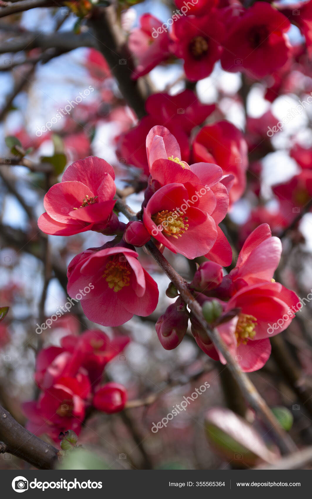 春の最初の日 赤い新鮮な花を持つブッシュ 花の背景 紅色の日本の王子様 閉じろ ストック写真 C bna