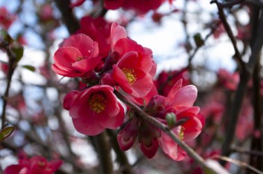 Japon ayva kırmızısı kırmızı çiçekli dal. İlkbaharda güzel kırmızı renkli çiçek açan çalılar. Yaklaş, makro..