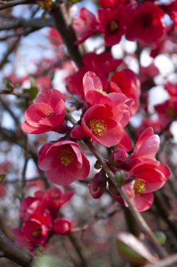 Baharın ilk günü, kırmızı taze çiçekli çalılık. Çiçek arkaplan. Japon ayva kırmızısı rengi. Kapat..