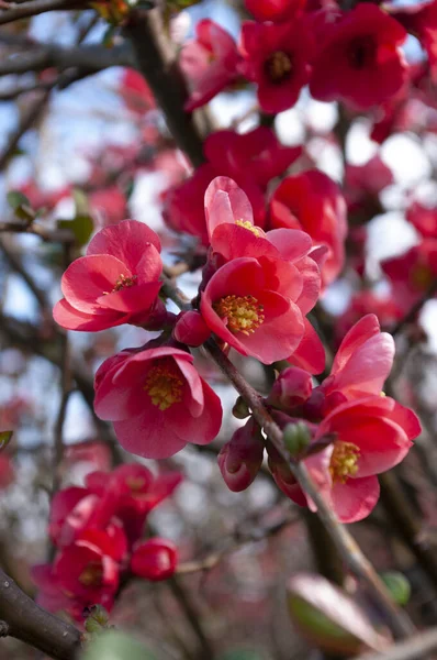 Baharın ilk günü, kırmızı taze çiçekli çalılık. Çiçek arkaplan. Japon ayva kırmızısı rengi. Kapat..