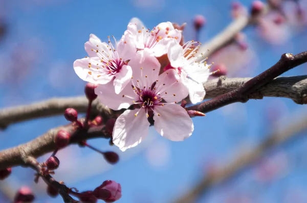 Flor de cerezo flores de color rosa, cerca de la planta, temporada de sakura . — Foto de Stock