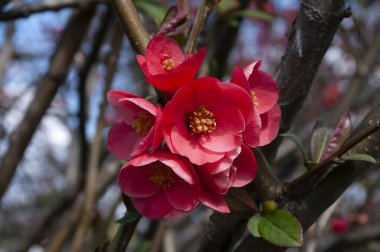 Daldaki kırmızı çiçekler, açan bahar ağaçları, taç yapraklarını kapat. Slovenya 'nın Doğası.