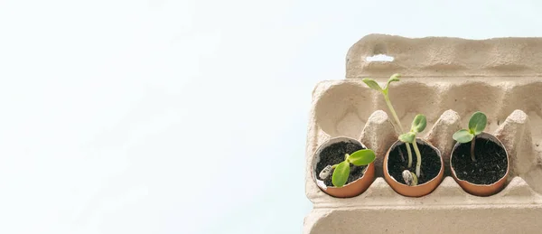 Yeşil filizler, yumurta kabuklu filizler. Evdeki bahçe yatakları. Sebze yetiştirmek, sıfır atık. Geri dönüşüm, beni karantinaya almak. Pankart