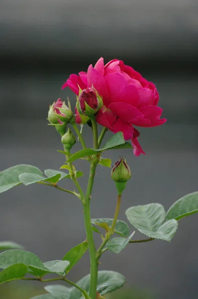 Bulgaarse Roze Roos Natuurlijke Cosmetische Bloem Tuinieren Planten Cultiveren Bloeiende — Stockfoto