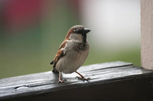 Sparrow à procura de comida sentar em uma cerca na varanda . — Fotografia de Stock