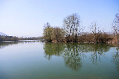 Büyük göl, ağaç gövdeleri, yapraksız dallar, ilkbahar kırsalının başlarında. Yeşil su. Vahşi doğa..