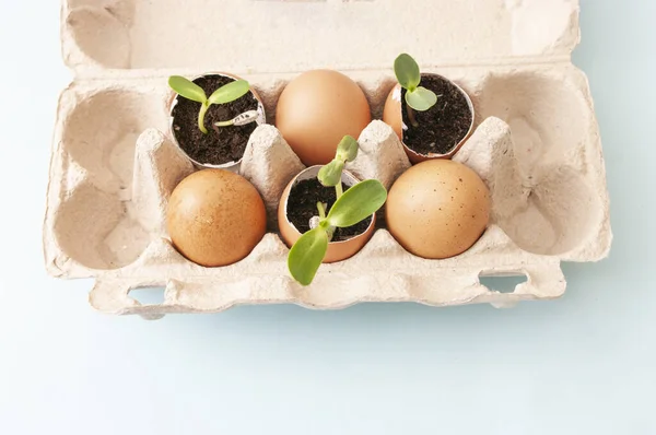 Yumurta, yumurta kabuğu, toprak, ekme, bahçeyle uğraşan küçük pantolonlar. Sıfır atık