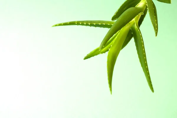 Fondo Plantas Aloe Vera Fondo Verde Ingrediente Cosmético Natural Copiar —  Fotos de Stock