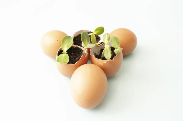 Yumurta kabuklarına ekilen yeşil taze filizler, evde bahçıvanlık, geri dönüşüm atığı. Kapat..