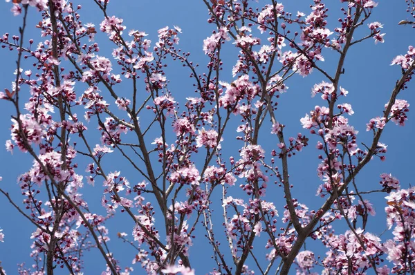 Fondo Floreciendo Flores Cerezo Cielo Azul Detrás Temprano Primavera Naturaleza — Foto de Stock