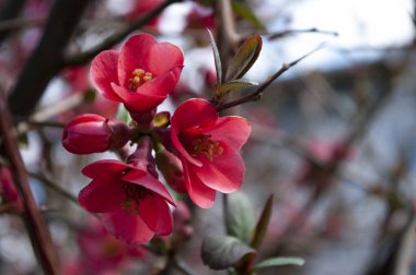 Chaenomeles speciosa kırmızı çiçek, bahar mevsimi, metin için kopyalama alanı. Doğal arkaplan.