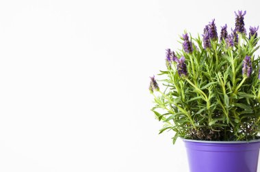 Menekşe kabında lavanta çiçeği. Çiçek açma, bahçıvanlık, balkon doğal dekorasyon. Metin için alanı kopyala.