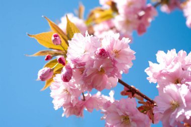 Sakura çiçeği yakın, mavi gökyüzü arkasında. Bahçe kiraz ağacı, bahar mevsimi çiçek açıyor. Japonya bitkisi.
