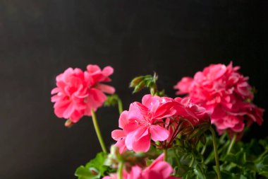 Pembe sardunya çiçeği, koyu arkaplanda. Balkon çiçekleri. Sapı kopyala.