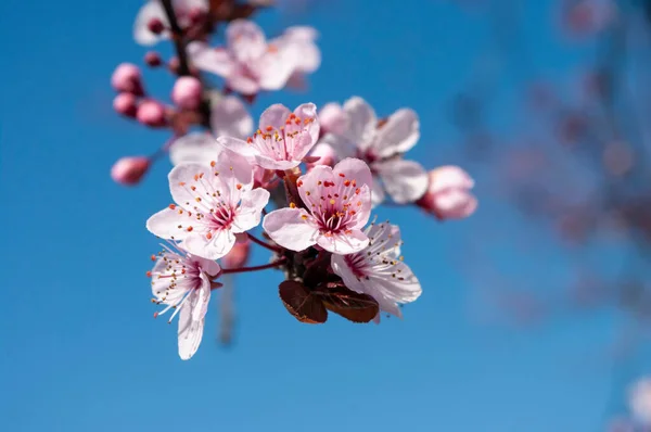 Flores Primaverales Rosadas Sobre Fondo Azul Cielo Primavera Cerezo — Foto de Stock