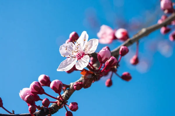 Árbol Flores Cerezo Floreciendo Primavera Fondo Azul Del Cielo Detrás — Foto de Stock