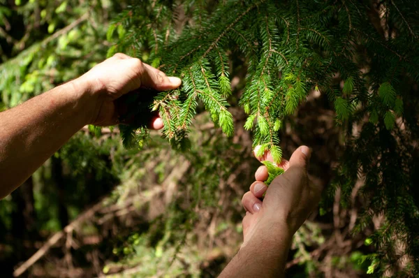 Männliche Hechtsprosse Von Fichten Vom Baum Alternative Medizin Ökologische Gesundheitsfürsorge — Stockfoto